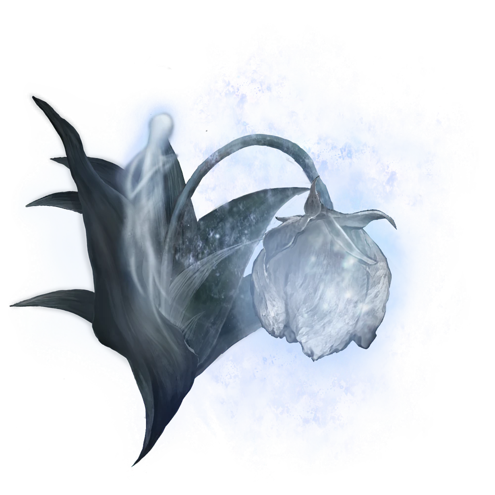 Great Ghost Glovewort